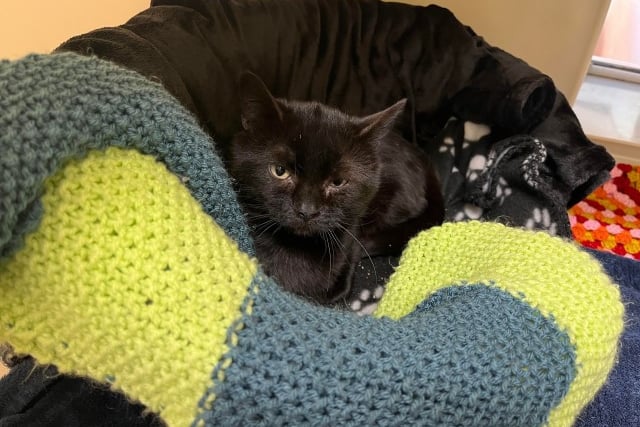 Shy cat who used to live with 70 others looking for forever home