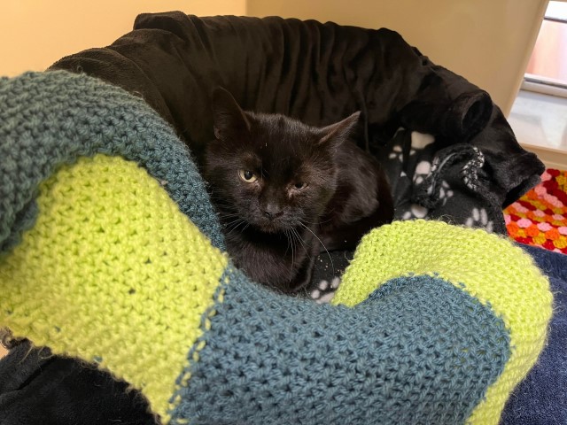 Shy cat who used to live with 70 others looking for forever home