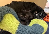 RSPCA Chobham looking for home for shy cat who used to live with 70 others