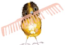 Birdworld to bring Gruffalo author’s new tale 'The Bowerbird' to life this Easter