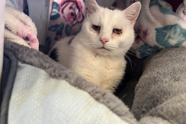 Cat described as 'big softy' looking for his retirement home