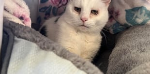 Cat described as 'big softy' looking for his retirement home