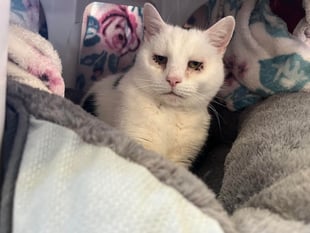Cat described as 'big softy' looking for his retirement home
