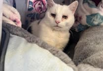 Older cat looking for new home from RSPCA Chobham described as 'big softy'