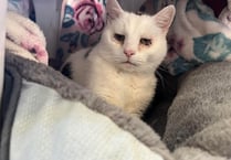Cat described as 'big softy' looking for his retirement home