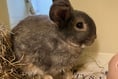 RSPCA Millbrook: Blossoming bunny, Barnaby, looking for a new hutch