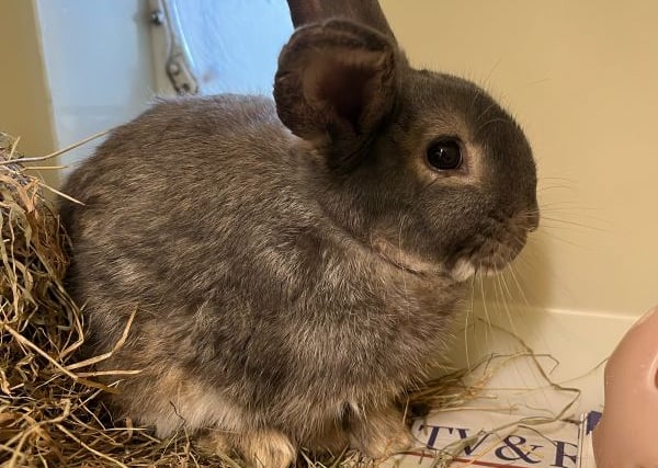 RSPCA Millbrook: Blossoming bunny, Barnaby, looking for a new hutch