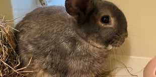RSPCA Millbrook: Blossoming bunny, Barnaby, looking for a new hutch