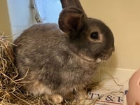 RSPCA Millbrook: Blossoming bunny, Barnaby, looking for a new hutch