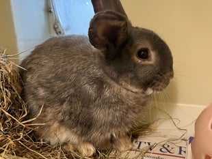 RSPCA Millbrook: Blossoming bunny, Barnaby, looking for a new hutch