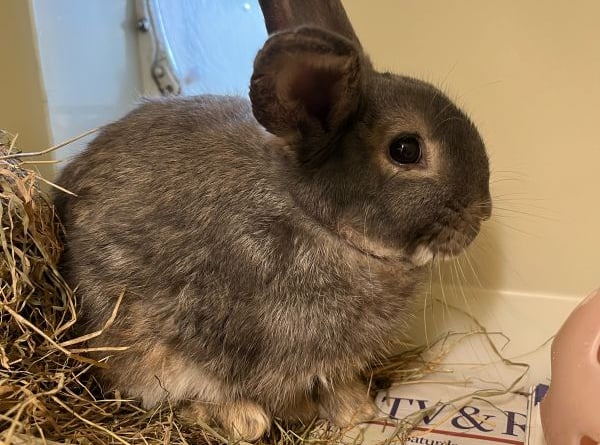 Barnaby the rabbit came to RSPCA Millbrooks from a home with lots of other rabbits where they weren't getting the proper care that they needed