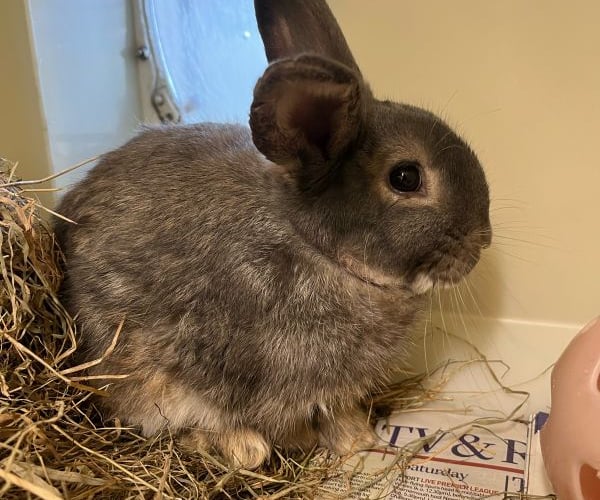 Barnaby the rabbit came to RSPCA Millbrooks from a home with lots of other rabbits where they weren't getting the proper care that they needed