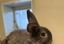 RSPCA Millbrook: Blossoming bunny, Barnaby, looking for a new hutch