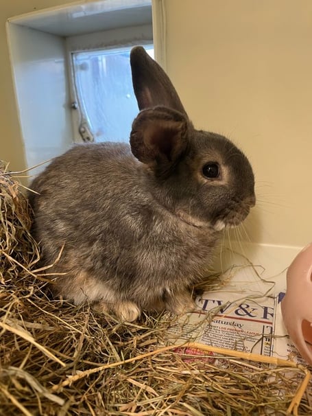 Barnaby the rabbit came to RSPCA Millbrooks from a home with lots of other rabbits where they weren't getting the proper care that they needed
