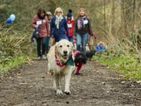 Dog owners asked to take on walking challenge for cancer research