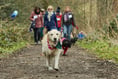 Dog owners asked to take on walking challenge for cancer research
