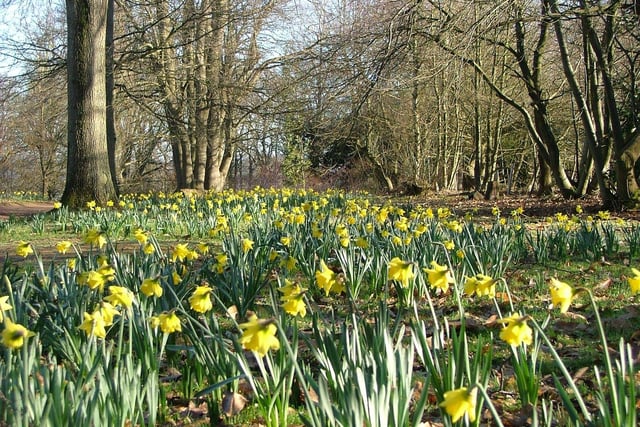 Three top places to see daffodils are just a short drive from Surrey
