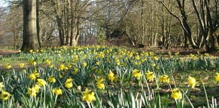 Three top places to see daffodils are just a short drive from Surrey