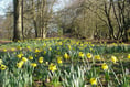Three top places to see daffodils are just a short drive from Surrey