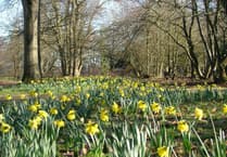 The UK daffodil hotspots just a short drive from Surrey