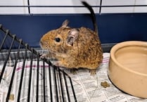 Pair of cheeky degus need a new home where they will be kept busy
