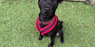 'Super little dude' Toby is looking for his forever home