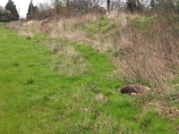 RSPCA investigating after deer 'shot dead' near Woking Palace