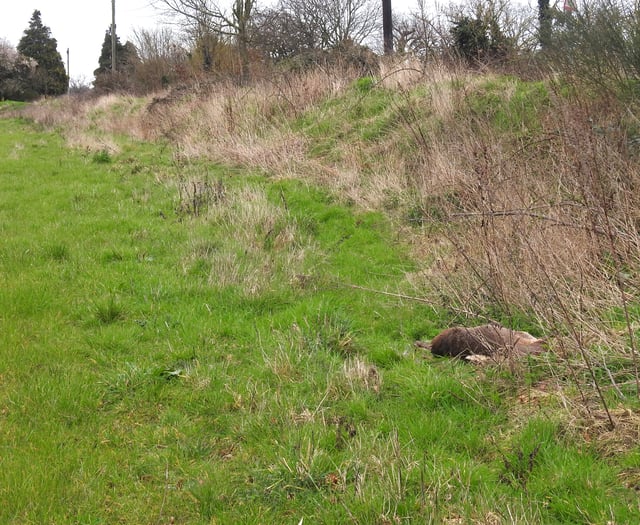 RSPCA investigating after deer 'shot dead' near Woking Palace