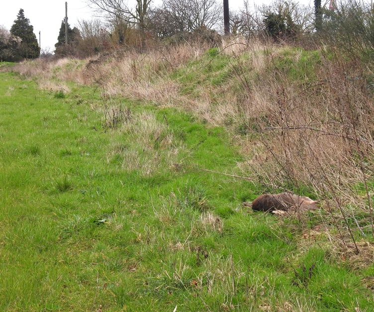 Deer  carcass near Woking Palace