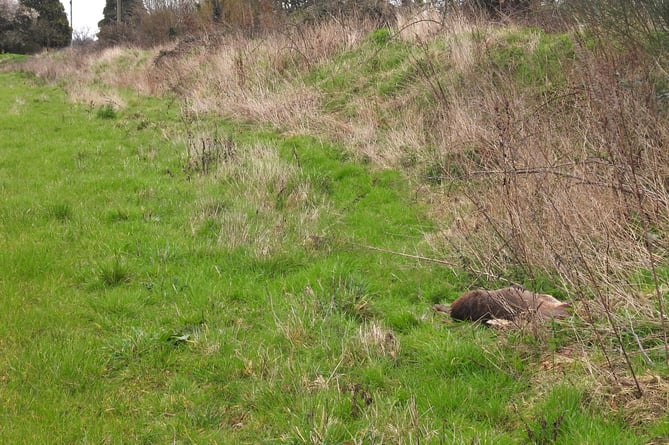 Deer  carcass near Woking Palace