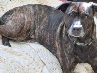 Skye was found abandoned and is now looking for her forever home
