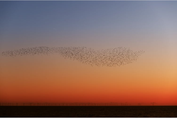 Murmuration at Dusk