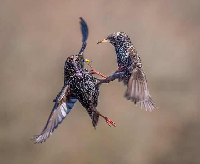 Woking Photographic Society display is picture perfect