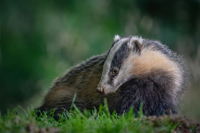 Early evening badger
