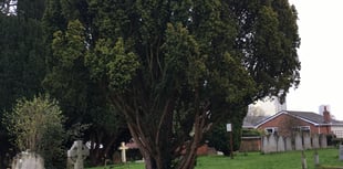 Horsell church plan to remove yew tree branded 'disgraceful'
