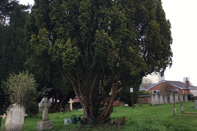 Yew tree at St Mary's church in Horsell