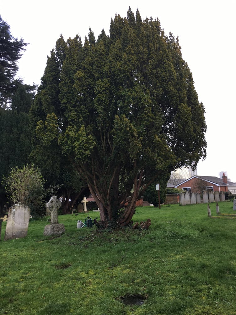 Yew tree at St Mary's church in Horsell