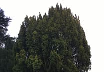 Church plan to cut down yew tree branded 'disgraceful'