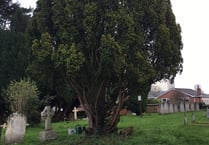 Horsell church plan to remove yew tree branded 'disgraceful'
