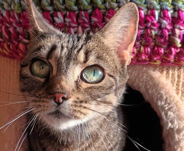 Friendly cats Sabre and Sapphire looking for a loving home