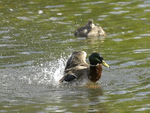 Sewage spills in Woking more than doubled in 2023