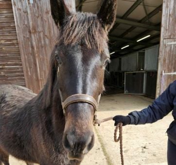 Kevin the horse Millbrook
