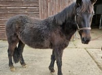 Pets' Corner: Could you offer young horse Kevin his forever home?