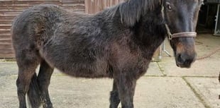 Pets' Corner: Could you offer young horse Kevin his forever home?