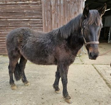 Pets' Corner: Could you offer young horse Kevin his forever home?