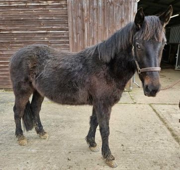 Kevin the horse Millbrook