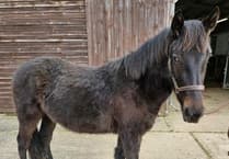 RSPCA Millbrook: Could you offer young horse Kevin his forever home?