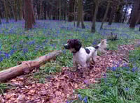Out and About: Make the most of the magnificent bluebell season