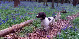 Out and About: Make the most of the magnificent bluebell season