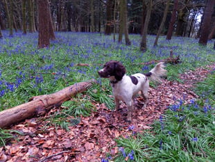 Out and About: Make the most of the magnificent bluebell season